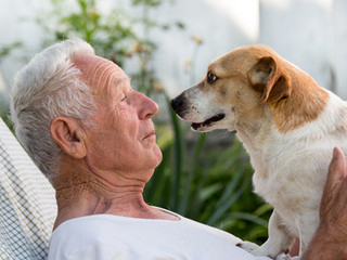 enjoy Fido's company at home